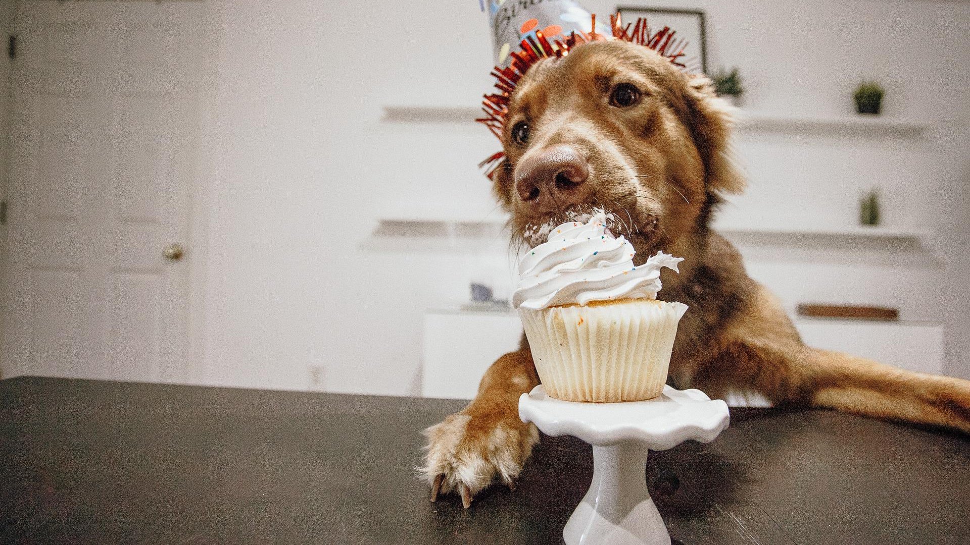 Um cachorro comendo um cupcake com um chapéu de aniversário