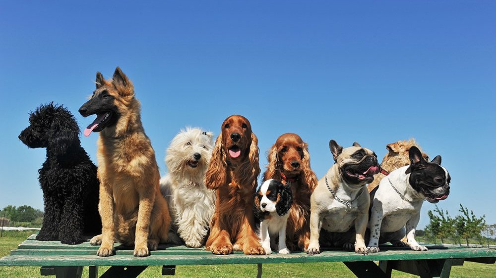 10 mandamentos caninos