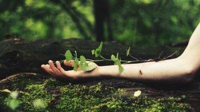 Resultado de imagem para imagens beleza da natureza