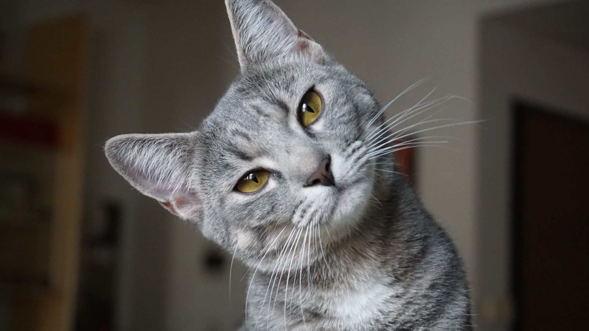 Imagem de um gato cinza de olhos verdes, virado para frente e com a cabeça inclinada para o lado, como se estivesse prestando atenção em algo.