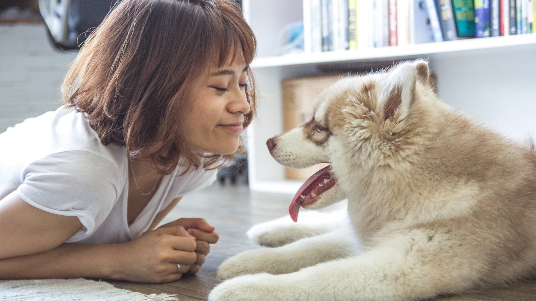 Dia do amigo para animais