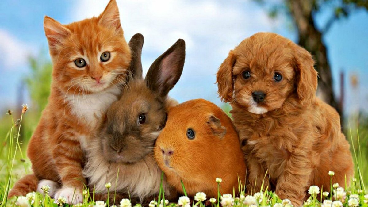 Bichinhos Mais Fofos. Dá vontade de levar pra casa!