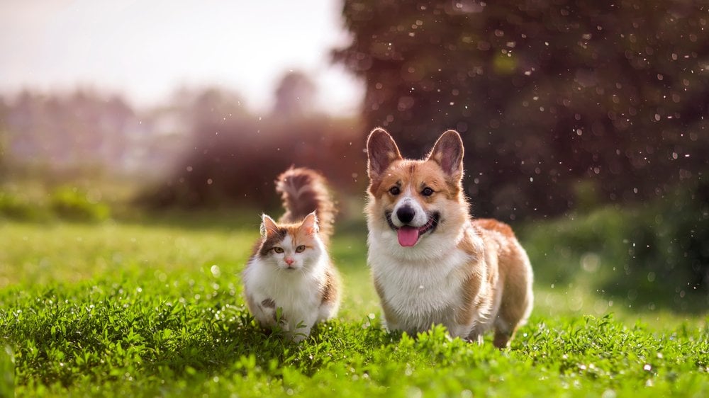 Cachorro e gato andando por gramado em um dia ensolarado