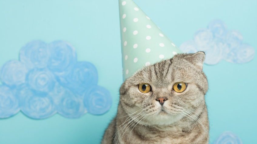 Mensagens de aniversário para o gato