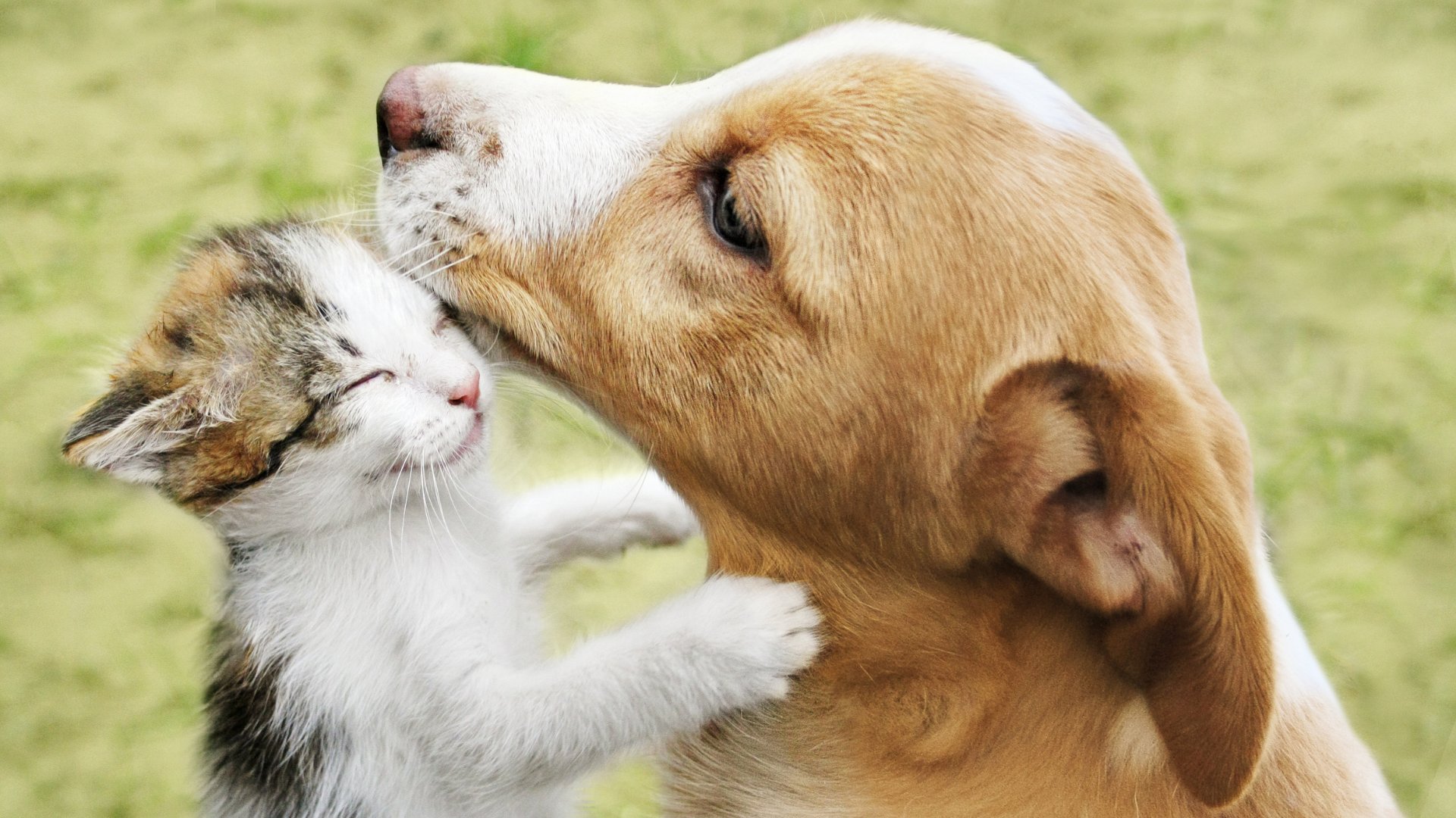 Cachoro e filhote de gato