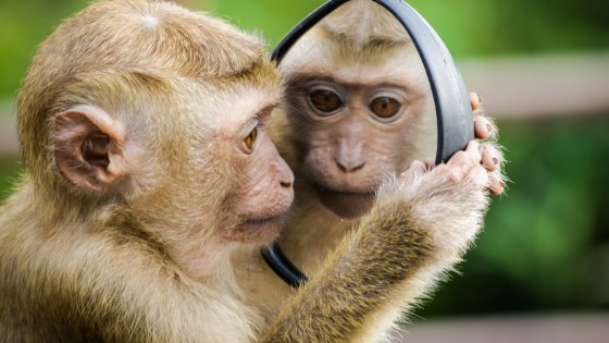 O amor dos macaquinhos de estimação