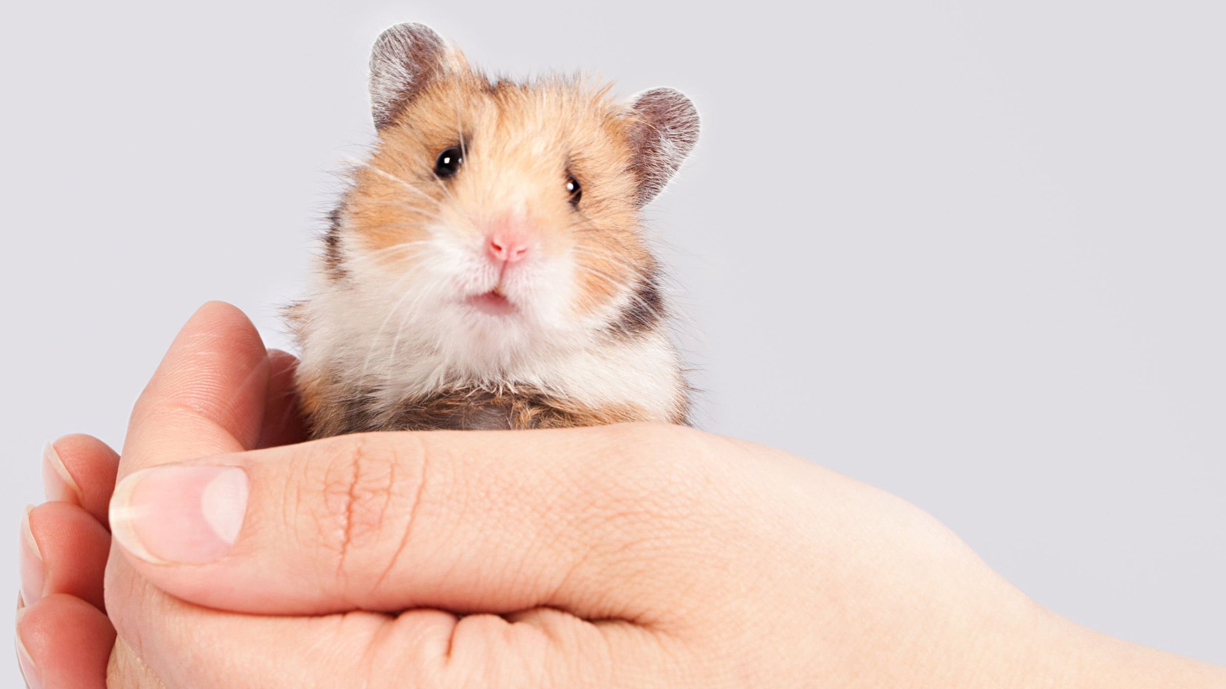 Pequeno hamster nas mãos de uma pessoa.