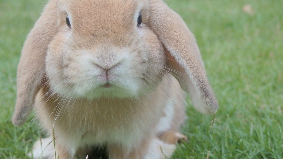 Mensagens para coelhos de estimação🐰