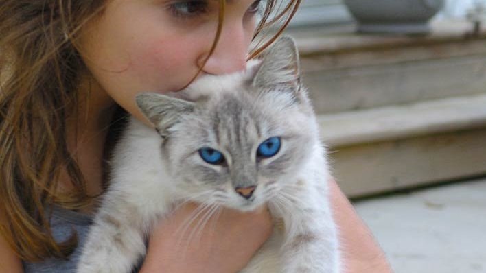 Legendas para selfie com gatos