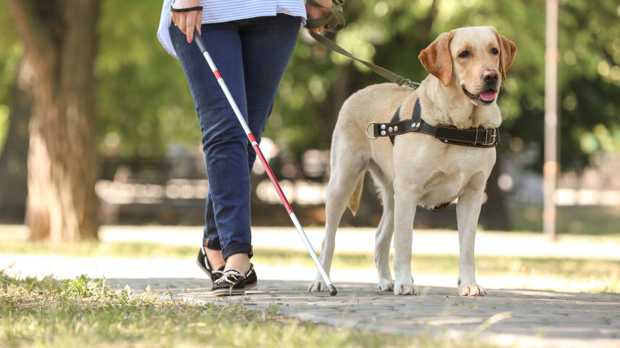 Curiosidades sobre cão-guia