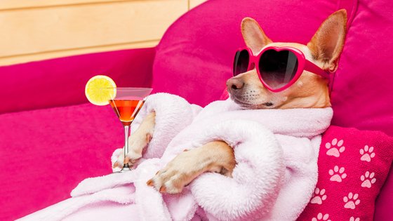 10 hotéis luxuosos para pets