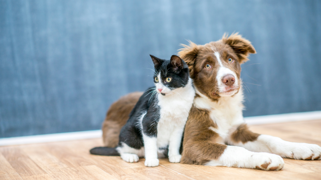 FatCamera / Getty Images Signature Cachorro e gato encostados um no outro