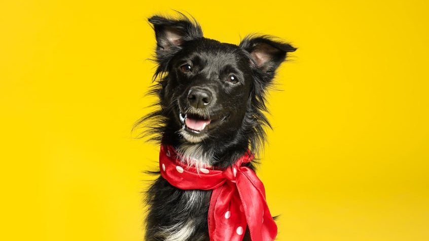 Cachorro com laço no pescoço