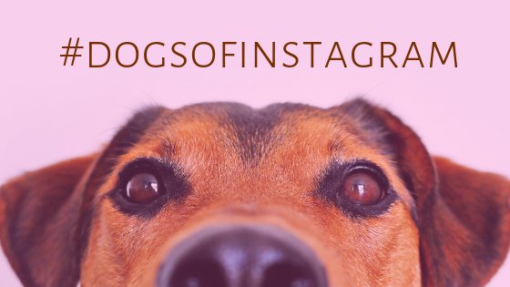 Aprenda a usar a #dogsofinstagram
