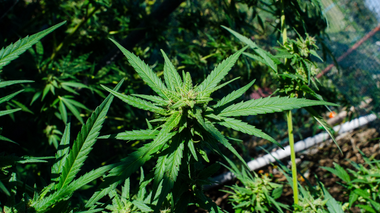 Planta cannabis na floresta