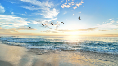 Pexels--2286921 / Pixabay Pássaros voando em cima da água da praia