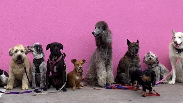 Nove cachorros de diferentes raças, cores e tamanhos, lado a lado, em frente a uma parede rosa.