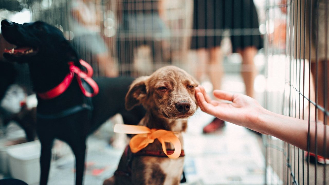 Dois cachorros dentro de um cercadinho, usando lacinhos nos pescoços. Um deles está de olhos fechados recebendo carinho na cabeça.