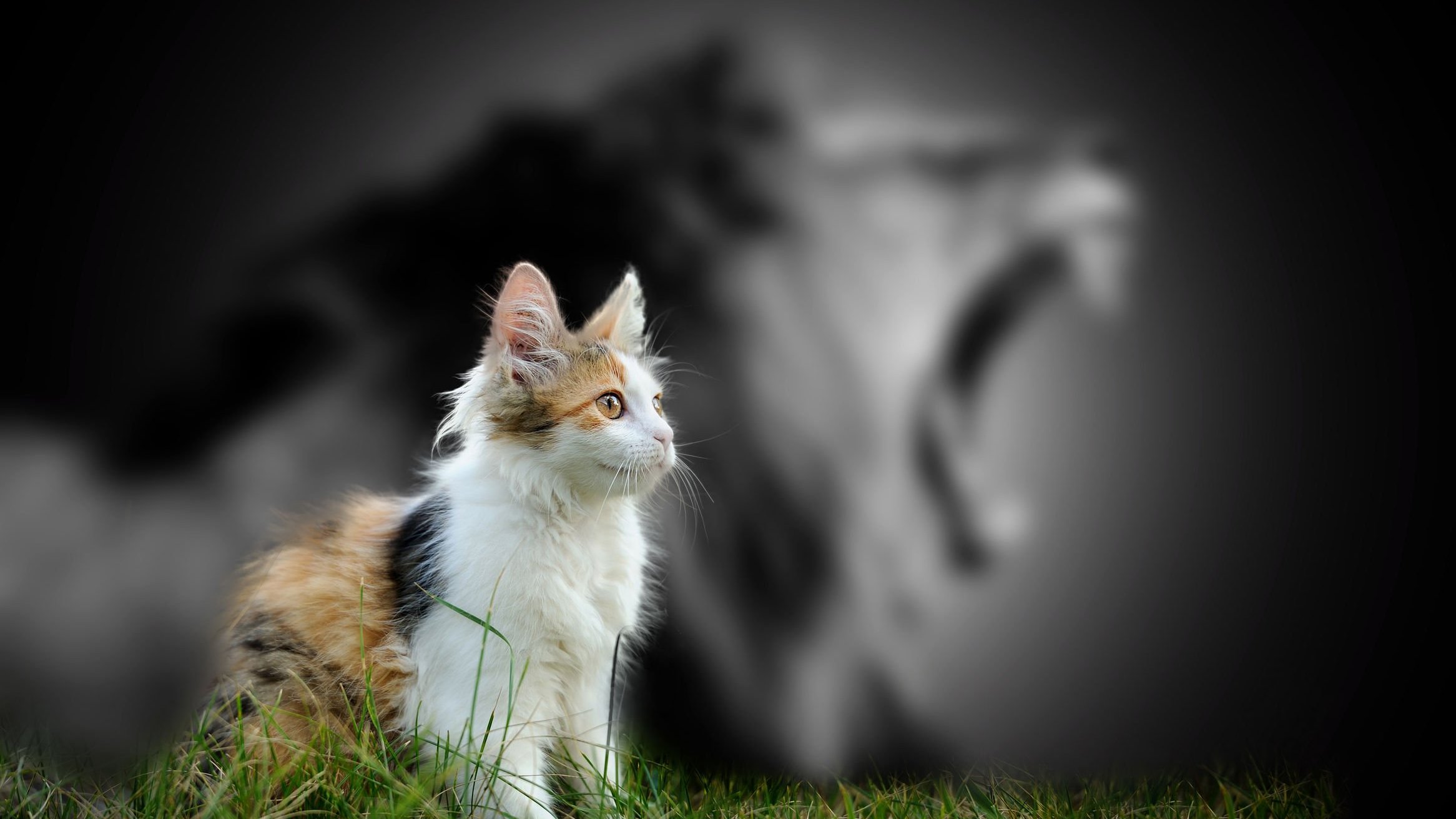 Foto de gato e sombra de leão