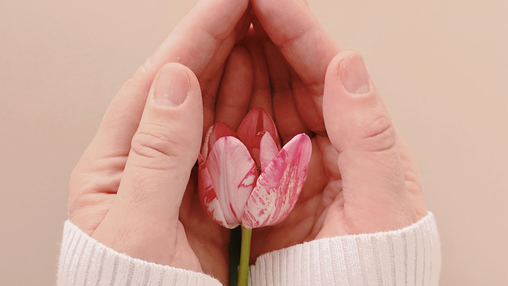 Imagem de um mão feminina segurando uma flor cor de rosa.