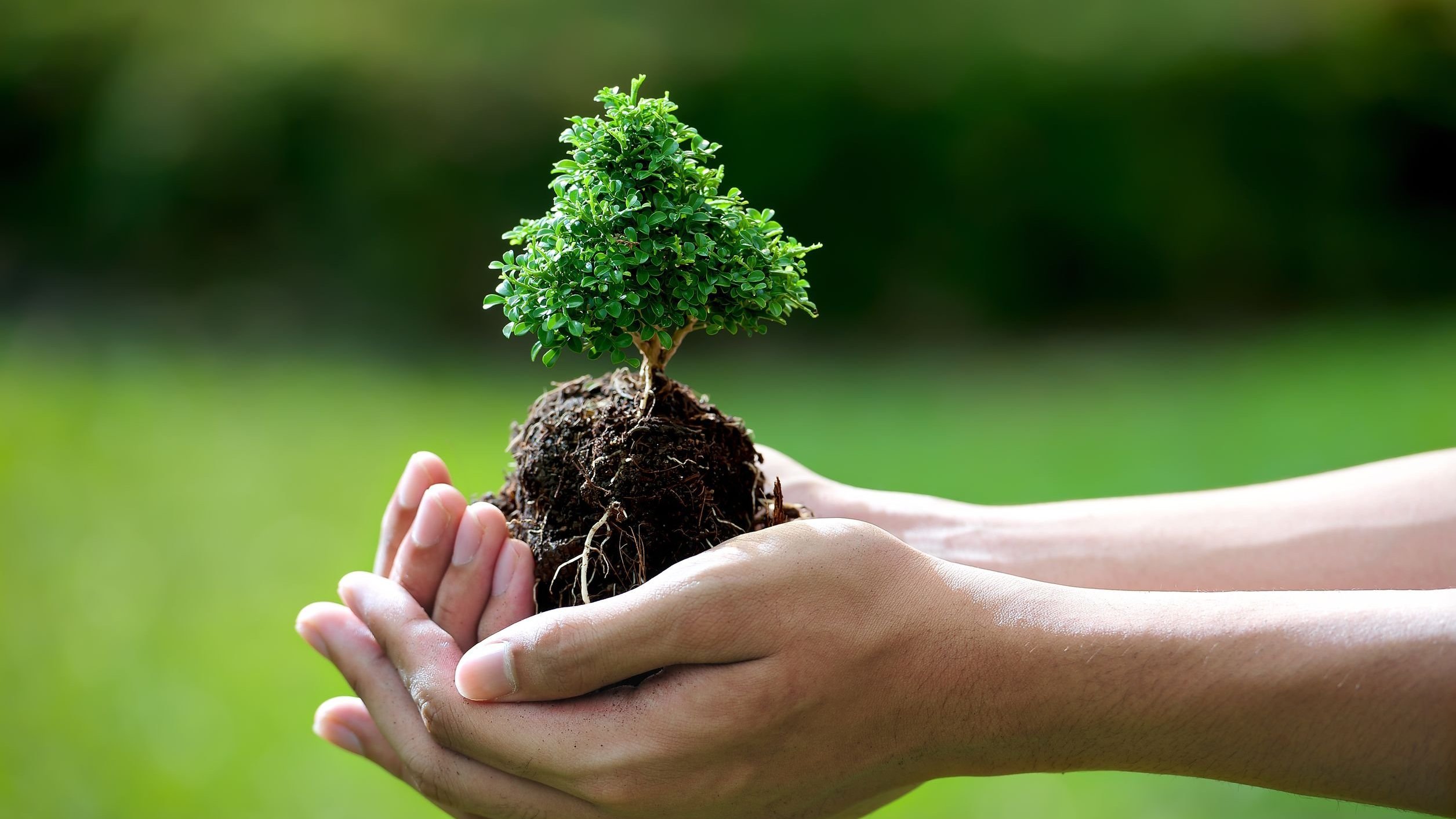 Mãos segurando uma pequena planta.