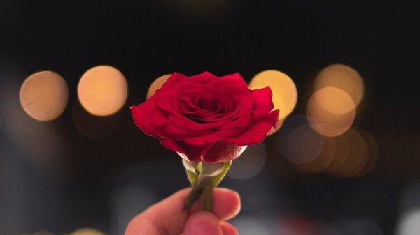 Pessoa segurando uma rosa à noite.