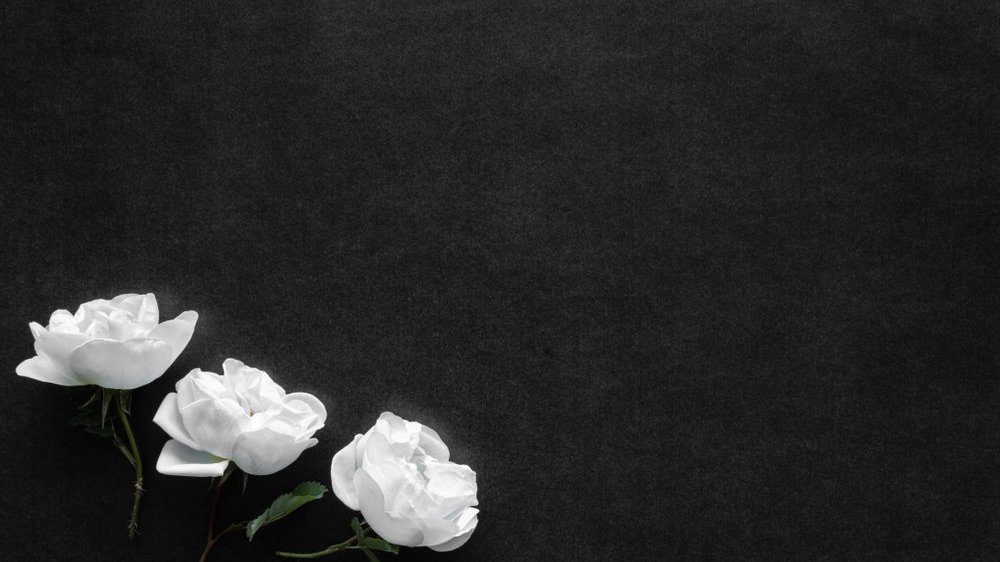 Flores brancas em fundo preto