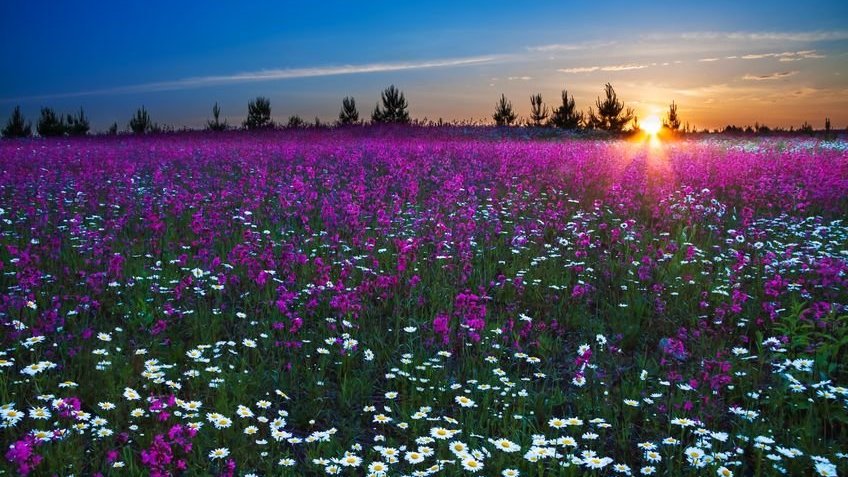 Nascer do sol em um campo florido com flores roxas e brancas.