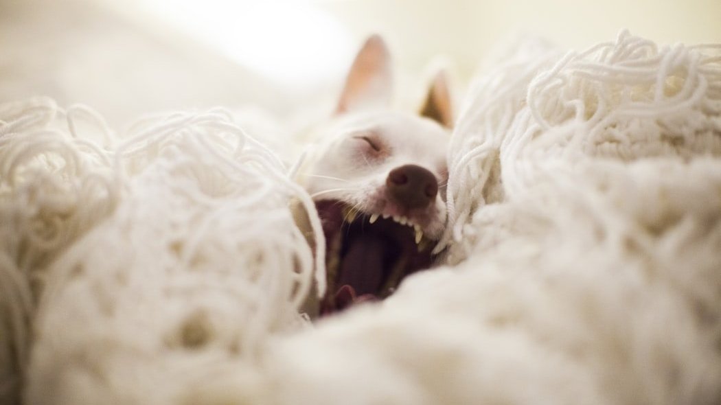 Cachorro branco bocejando deitado sobre um tapete de lã.