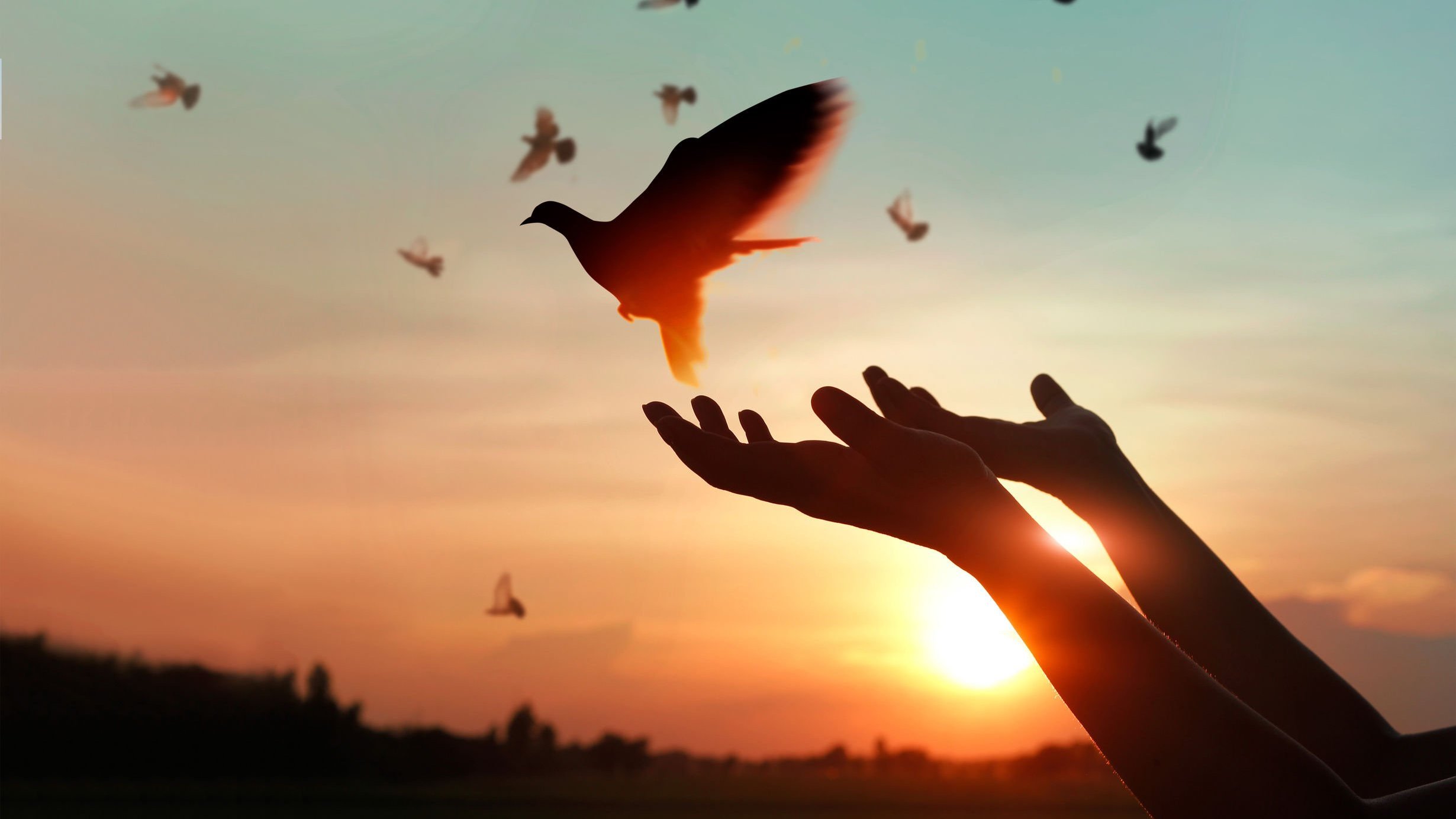 Mãos soltando uma pomba durante o pôr do sol, enquanto várias outras pombas voam no céu.