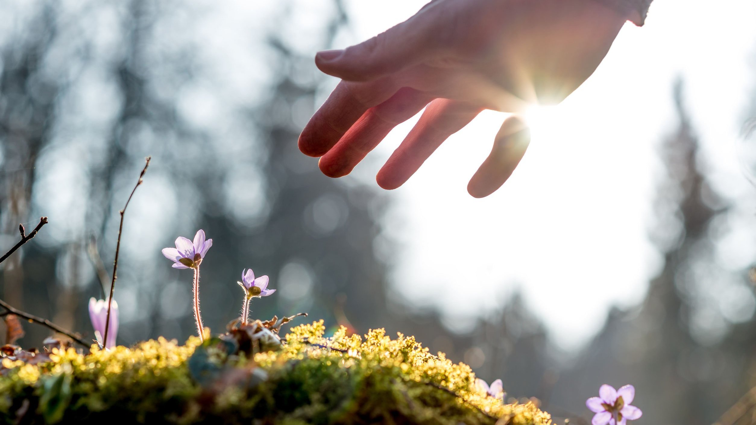 Mão em direção a flor nascendo com sol ao fundo refletindo