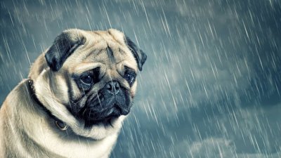 123rf Cachorro pug triste