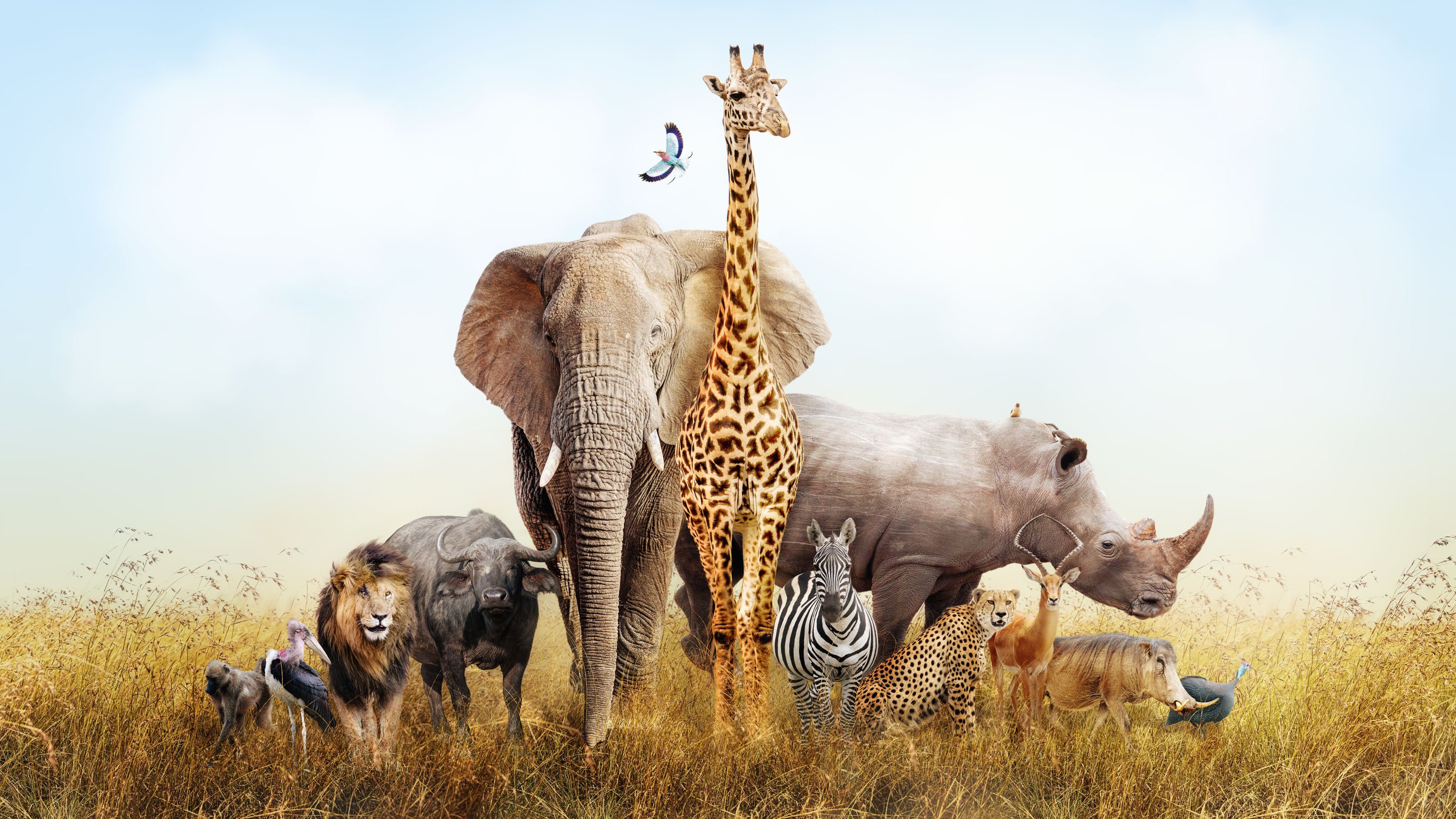 Composição de um grupo de animais selvagens.