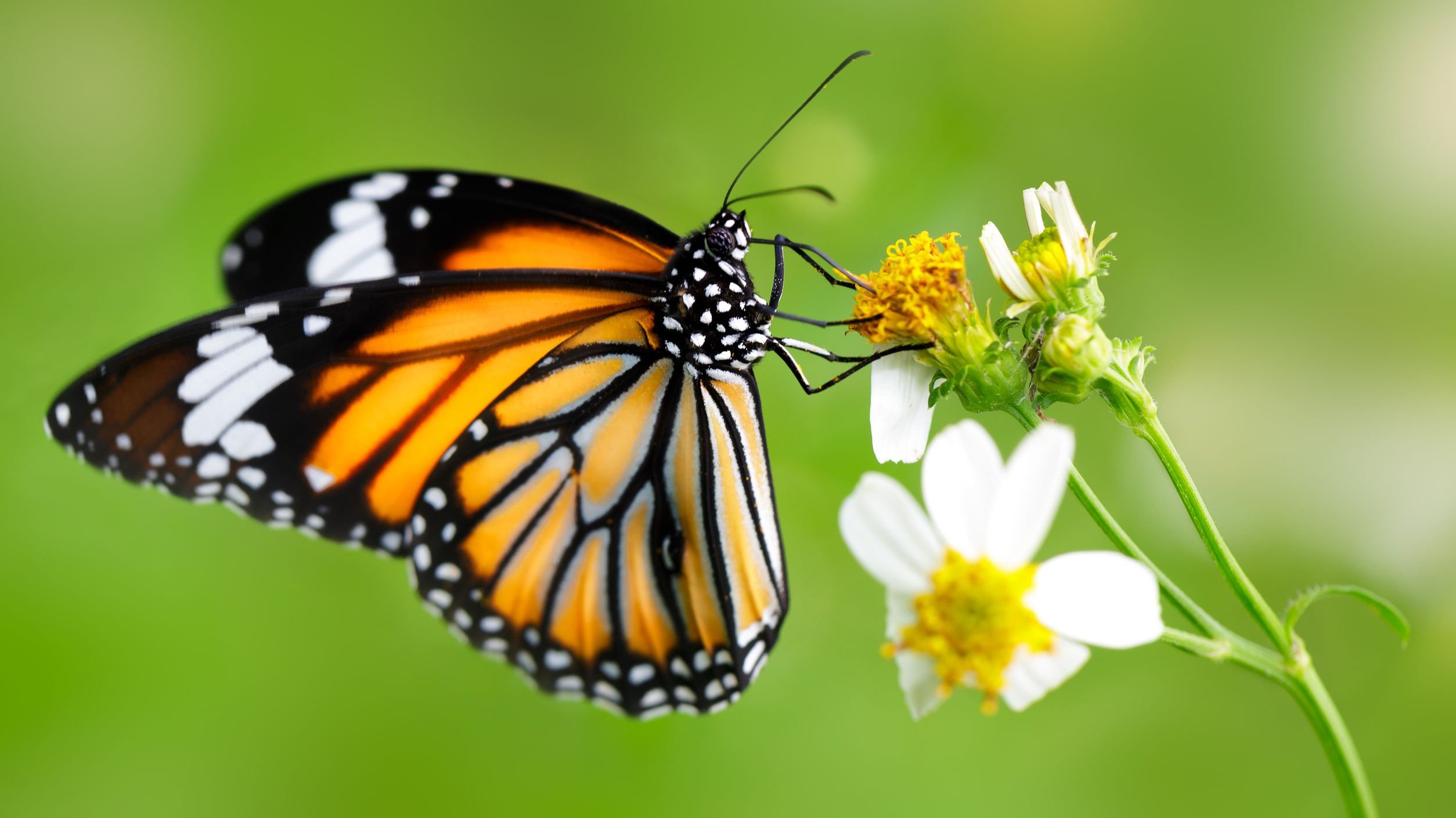 Foto de borboleta