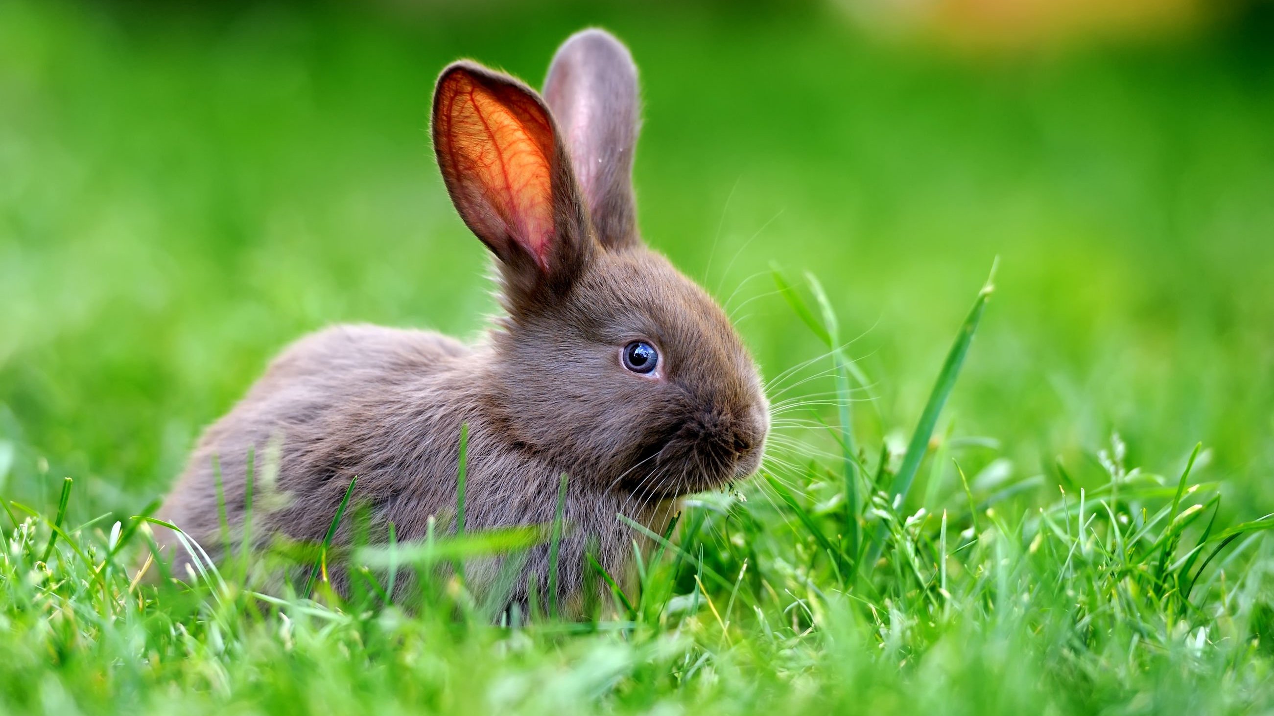 Foto de coelho em gramado