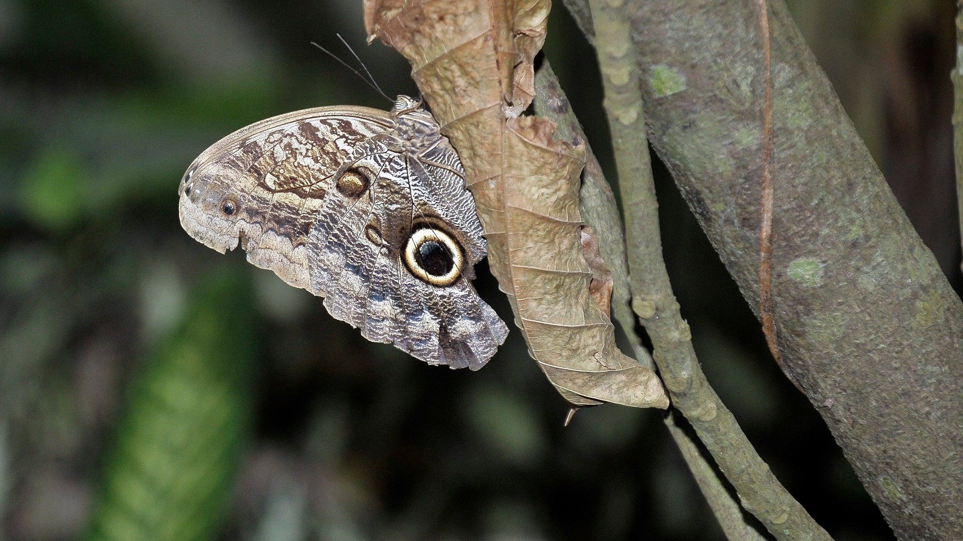 Luis Guillermo Giraldo Rendon / Pixabay Borboleta marrom saindo de casulo preso em galho