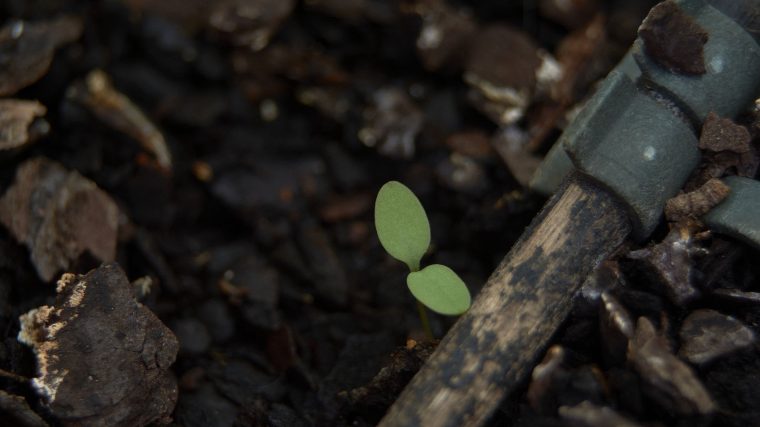 Broto de folhas verdes nascendo em meio de pedras e sujeira