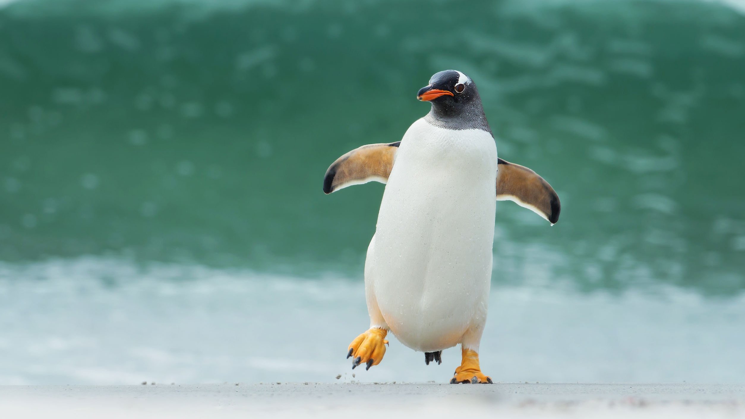 Pinguim andando