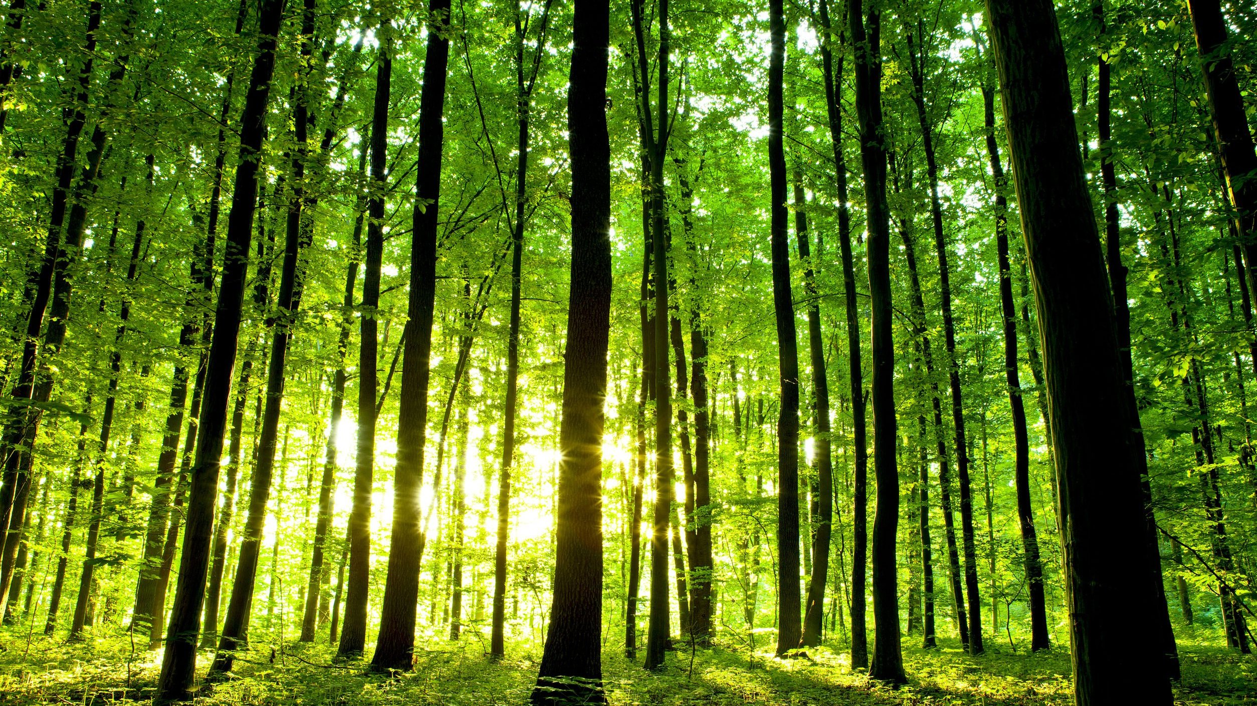 Floresta cheia de árvores iluminada pelo sol