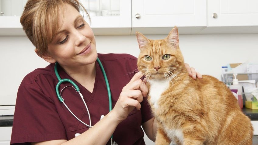 Ianallenden /123RF Veterinária examinando gato