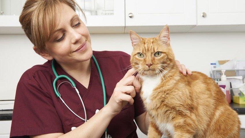 Veterinária examinando gato