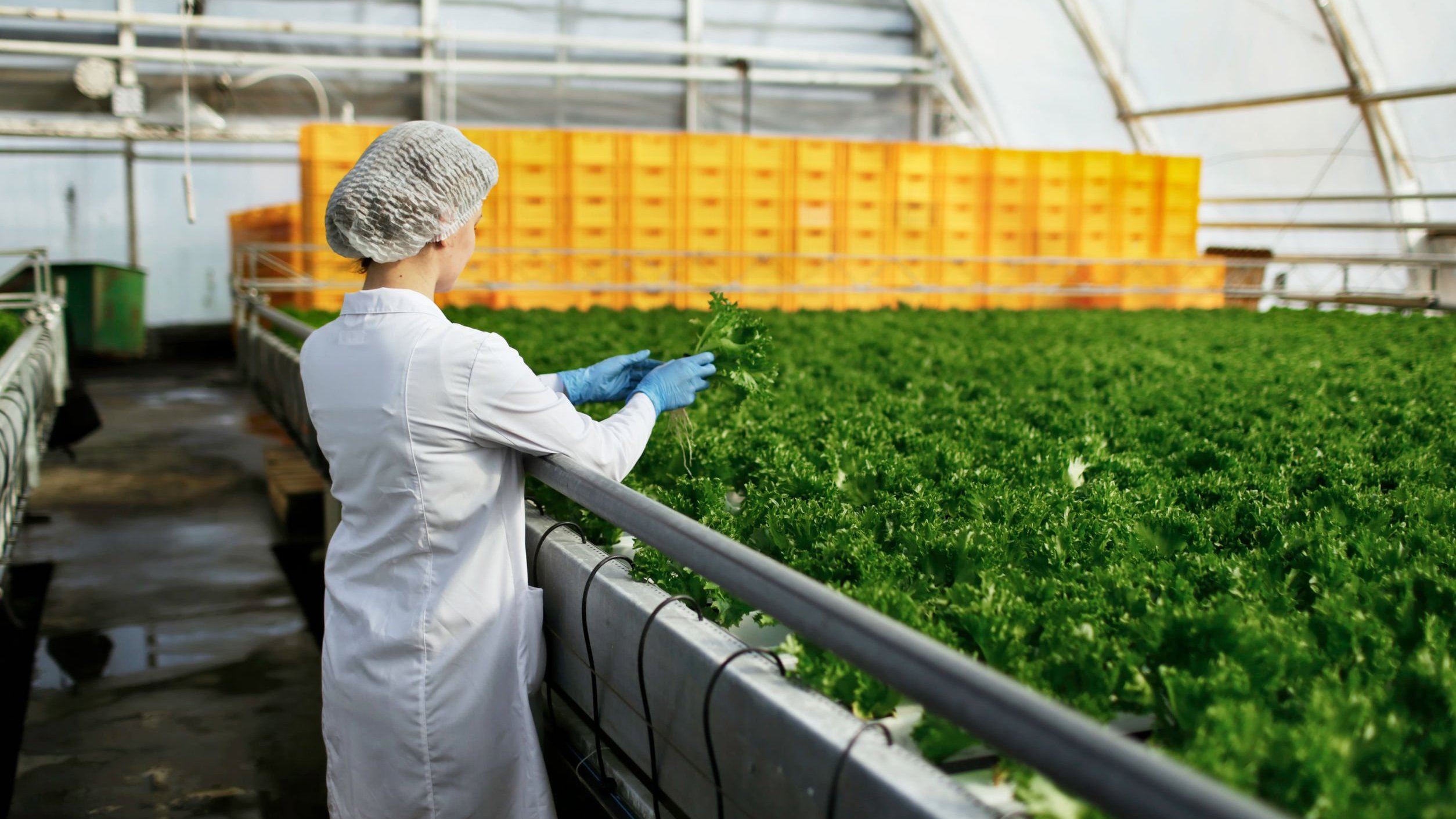 Mulher realizando o controle de qualidade de alimentos