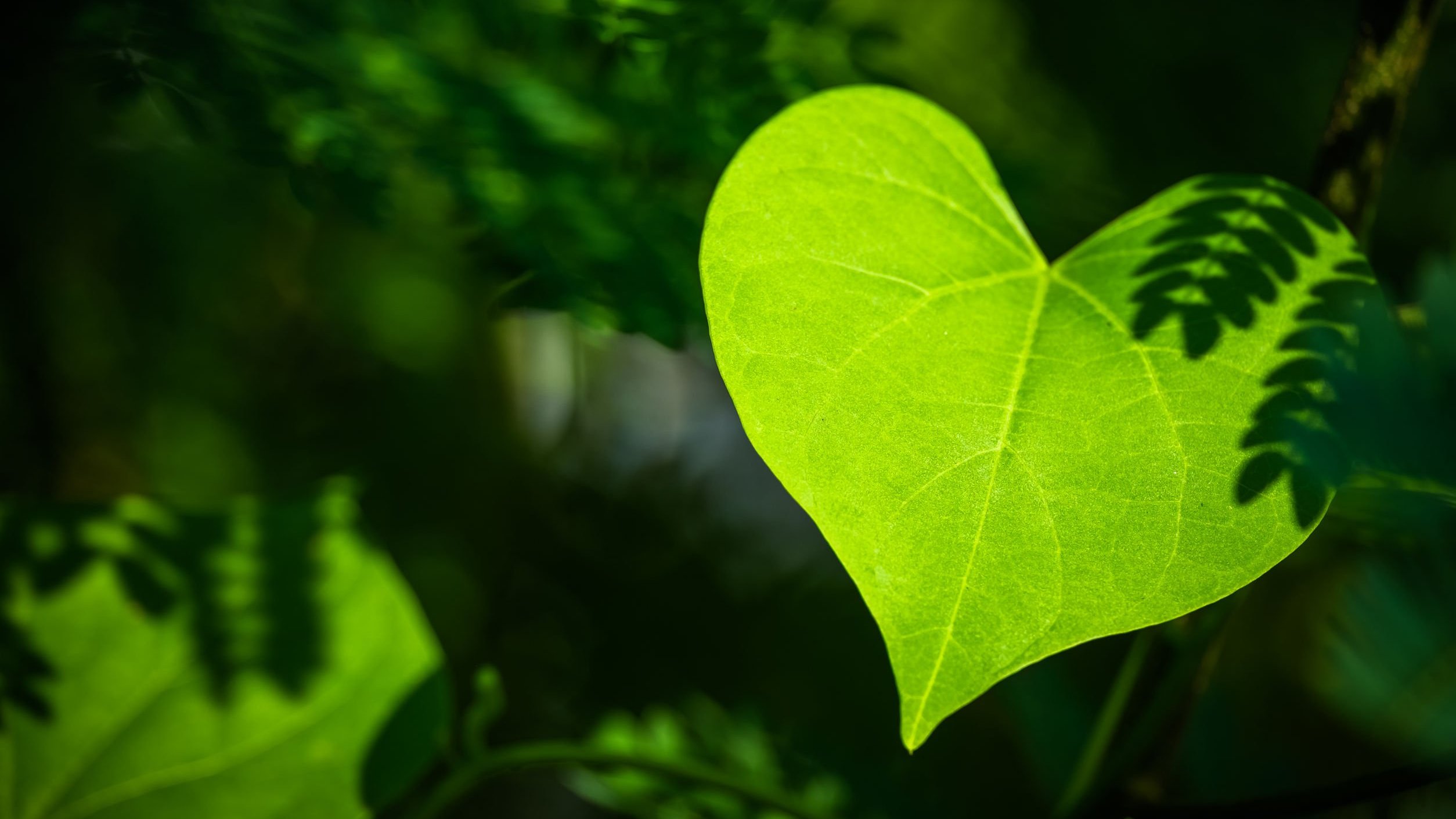 Folha verde em formato de coração na floresta