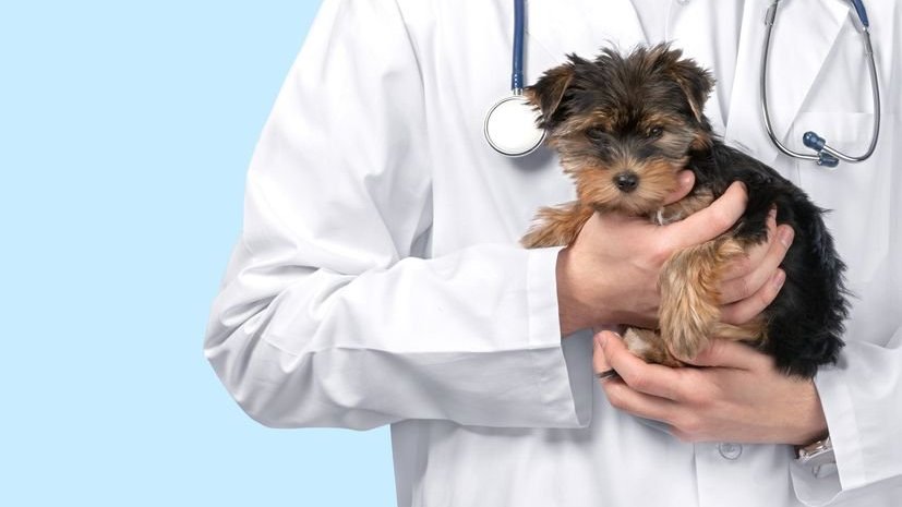 Veterinário segurando filhote de cachorro no colo