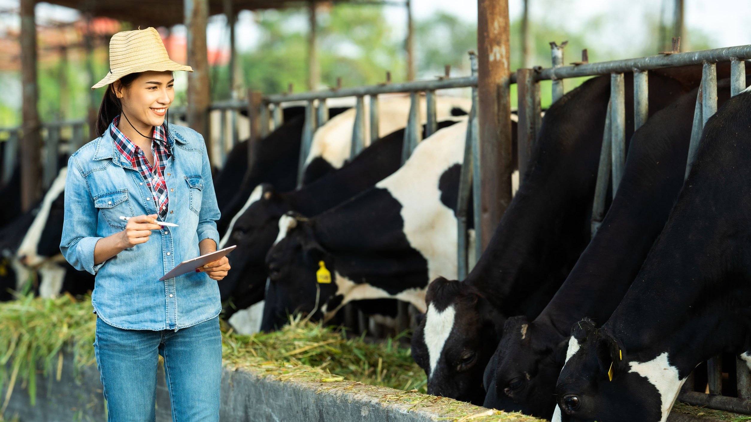 Mulher sorrindo, segurando prancheta, olhando vacas.