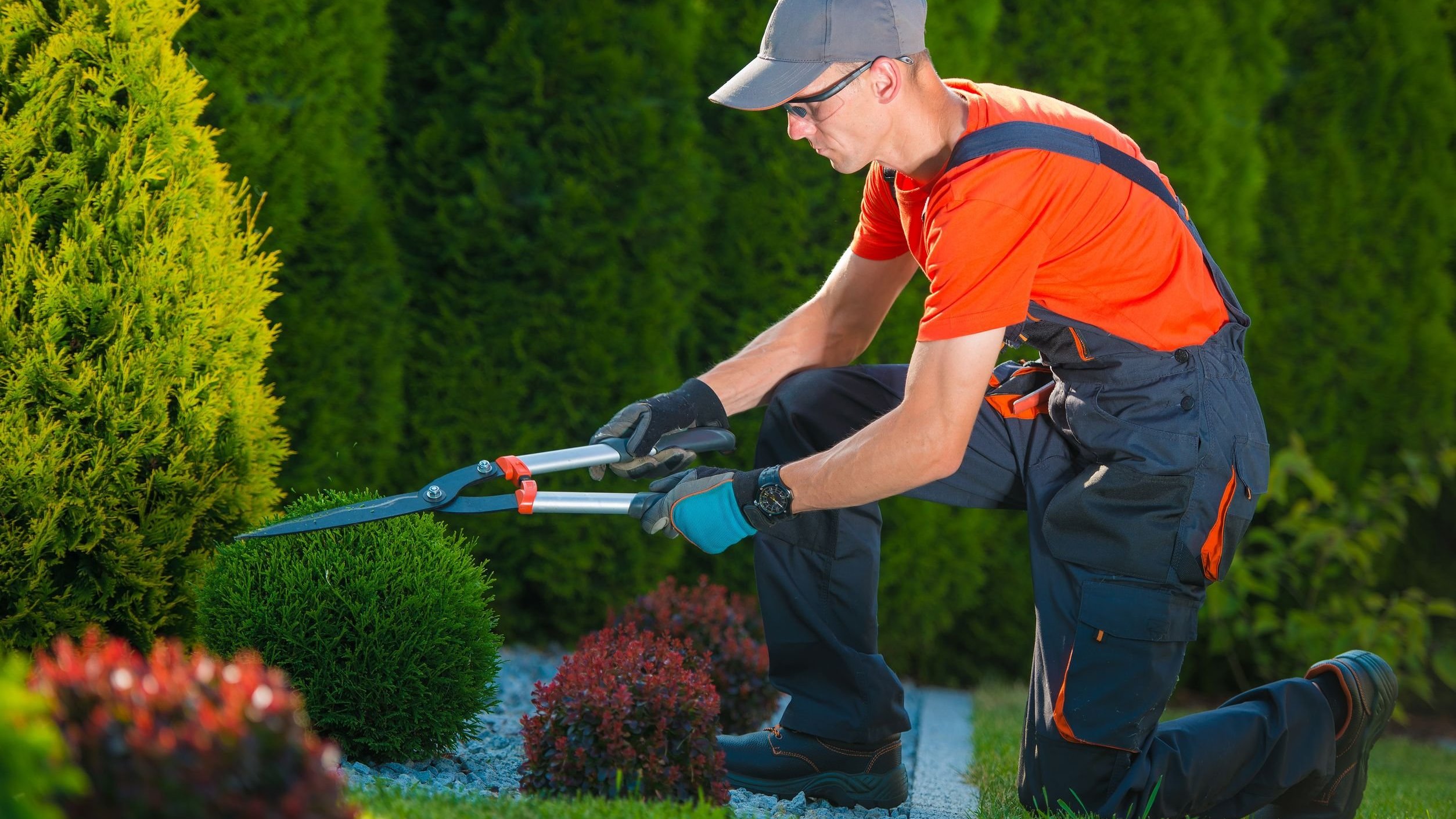 Homem jardineiro cortando planta.