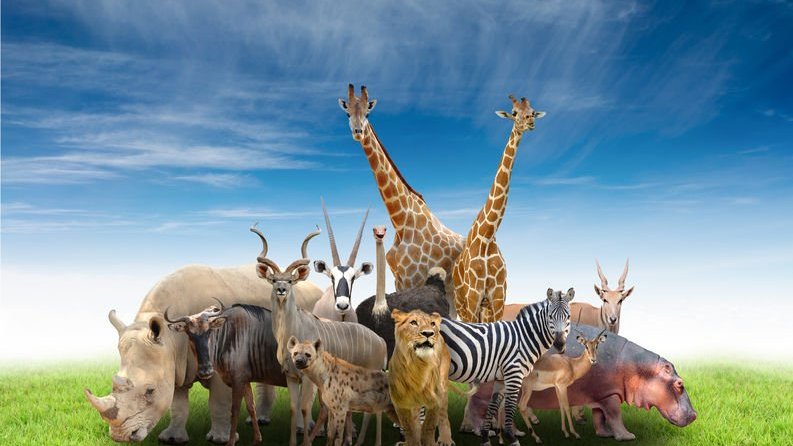 Leão, zebra, vaca, hipopótamo, girafas e hiena em grama e céu azul ao fundo