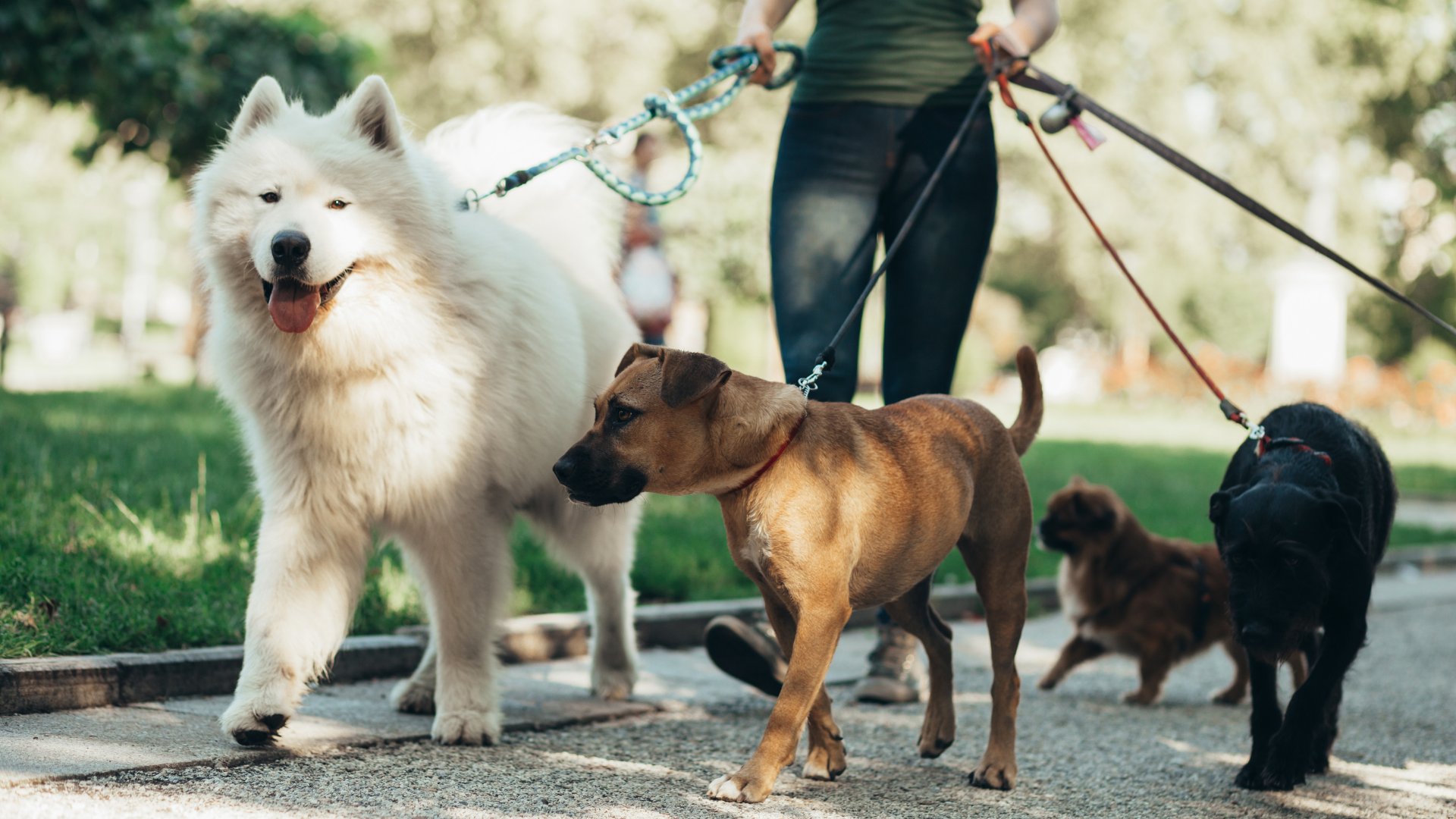 Mulher passeando com vários cachorros