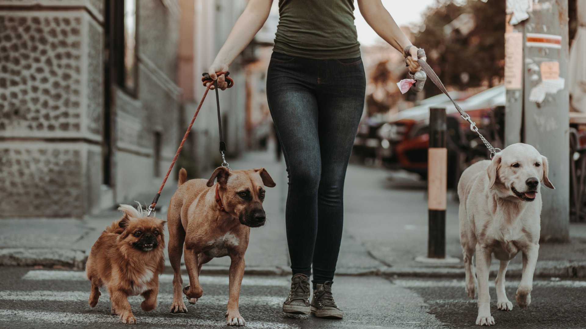 Uma mulher passeando com alguns cachorros numa rua.