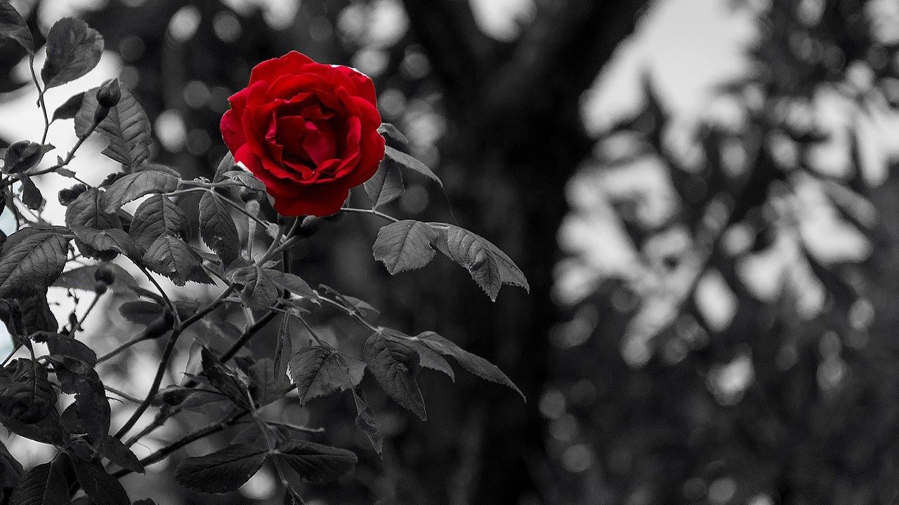 Uma árvore, galhos e folhas em preto e branco e, se sobrepondo, uma rosa vermelha.